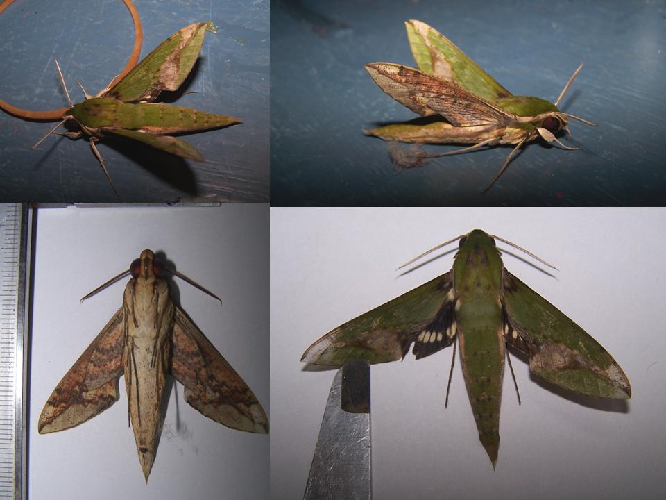 FIGURE 1f FIGURE 1f